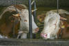 Holzleitnerhof - Impressionen Bauernhof und Kinderparadies