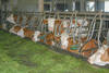 Holzleitnerhof - Impressionen Bauernhof und Kinderparadies