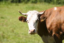 Unser Hof