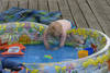 Holzleitnerhof - Impressionen Bauernhof und Kinderparadies
