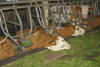 Holzleitnerhof - Impressionen Bauernhof und Kinderparadies